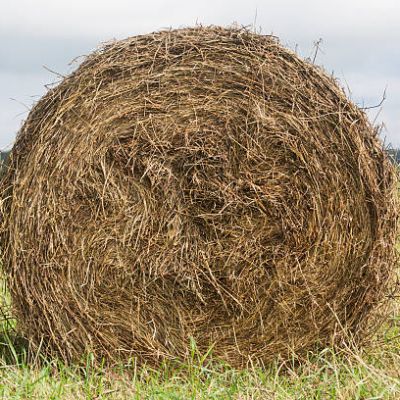 haystack roll on the field close up on green grass.