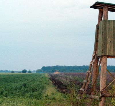 čeka