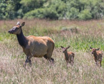 Redwood Elk at Redwoods National Park in Northern California. Walking through a field during the fall. The elk have large racks.