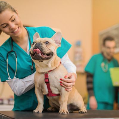 Young French Bulldog on the visit to the vet.