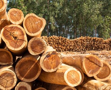 Plantation Eucalyptus trees being harvested for wood chipping