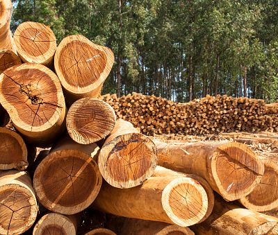 Plantation Eucalyptus trees being harvested for wood chipping