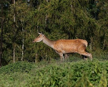Red deer hind on a pasture with trees behind it.