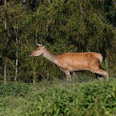 Red deer hind on a pasture with trees behind it.